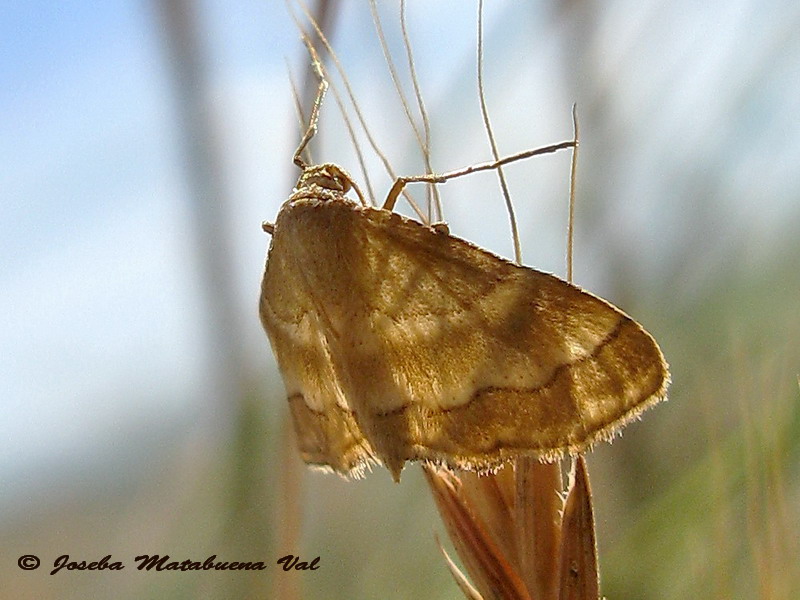 Idaea circuitaria - Geometridae